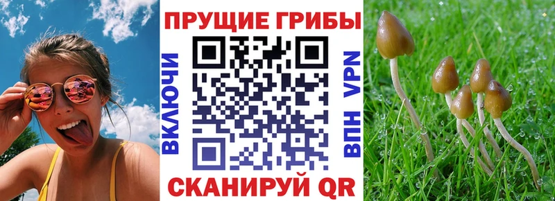 даркнет сайт  shop какой сайт  Псилоцибиновые грибы прущие грибы  Буинск 